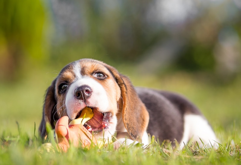 狗狗口臭没有牙结石,狗狗牙上有牙垢口臭怎么办