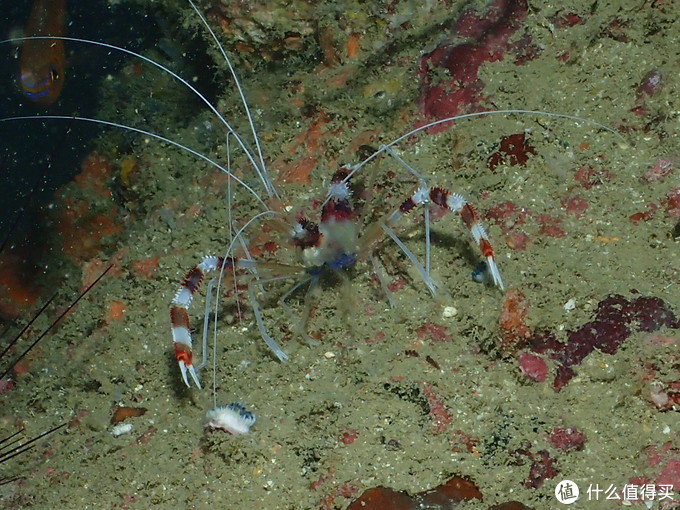 普吉岛aida考证,普吉padi潜水考证