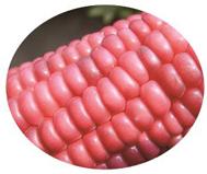 适合积温2300种植的玉米高产品种,2023年种什么品种的玉米好