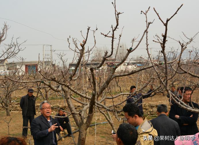 大樱桃枝叶过密怎么处理,大樱桃整形修剪中存在的问题