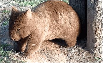 看似人畜无害的小兔子，如何占领澳大利亚的？