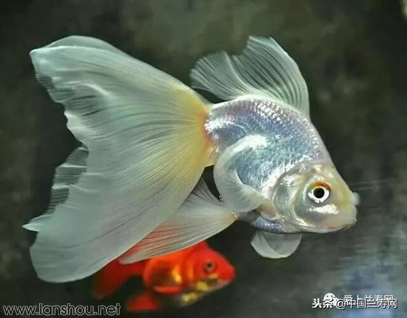 十大最稀有的金鱼品种,比较大的金鱼品种有哪些