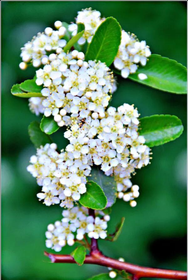 火棘树挂满果图,火棘花开