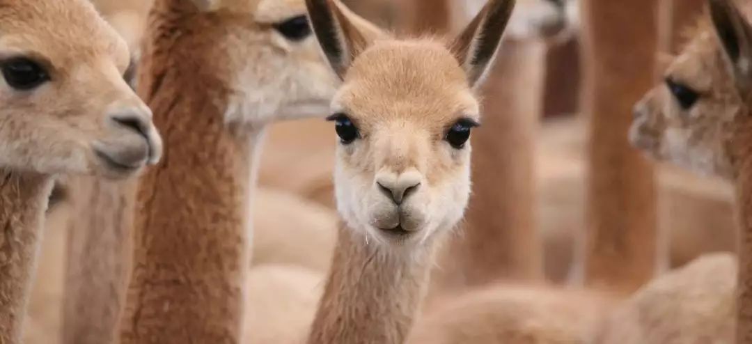 几百块的大衣和上千块大衣对比,廉价大衣和贵的对比