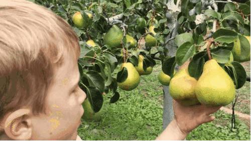 在新西兰吃过的美食,新西兰美食100种