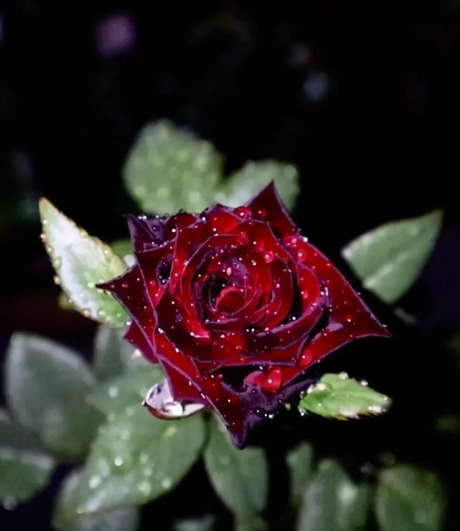 法国优雅黑玫瑰,高贵优雅的黑玫瑰