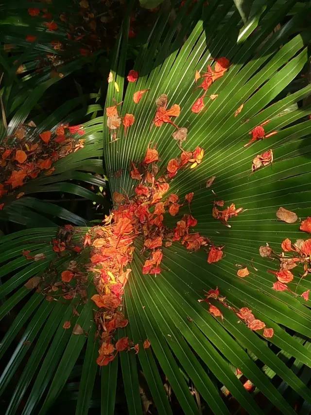 毕业季的凤凰花和栀子花,毕业季凤凰花开的时候