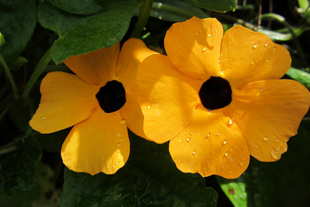 秋天想种爬藤植物？那就选择黑眼苏珊吧，2个月就能花开满藤