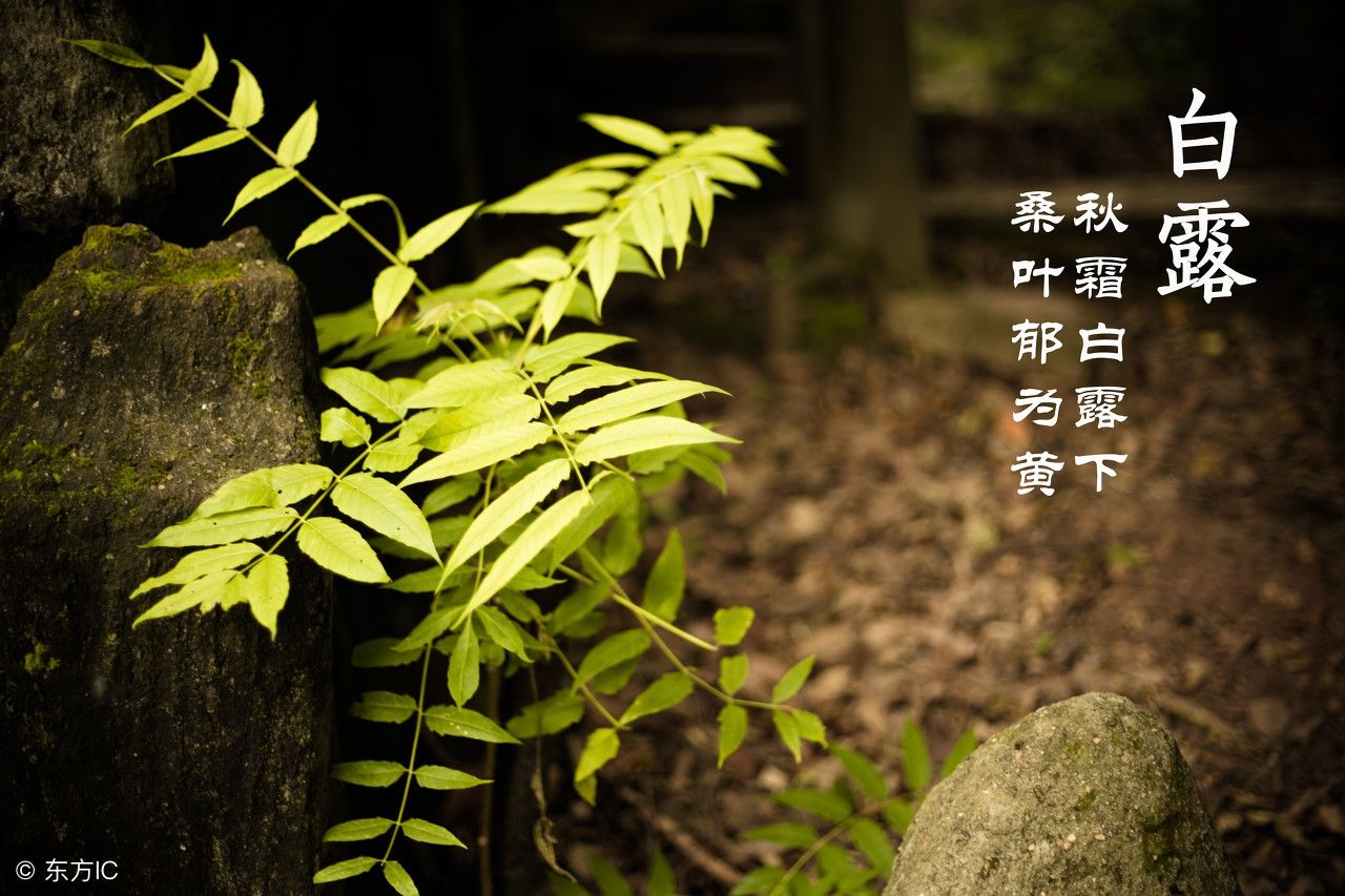 「节气变换」今日白露：露从今夜白，月是故乡明