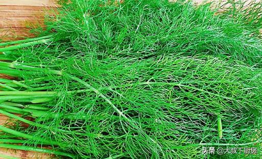 大厨大葱猪肉馅饺子做法,开春必吃的茴香猪肉饺子