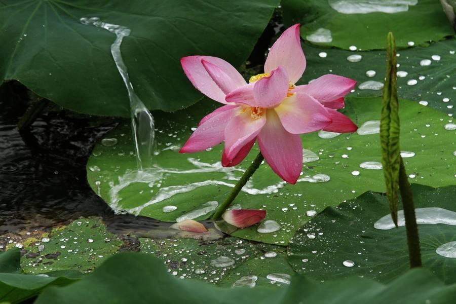 这首存在了2000多年的古诗，是中国最早表达暗恋之思的诗篇