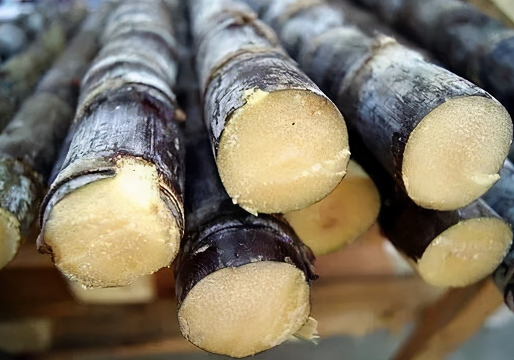 狗狗可以吃什么水果和蔬菜,对狗狗最有害的水果