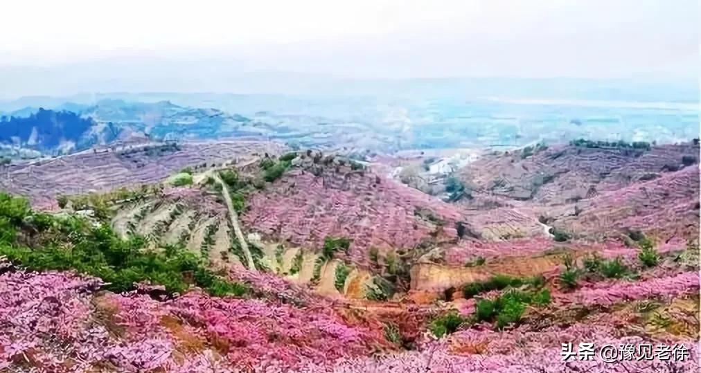南阳赏花最佳地点,南阳春天赏花的地方有哪些推荐
