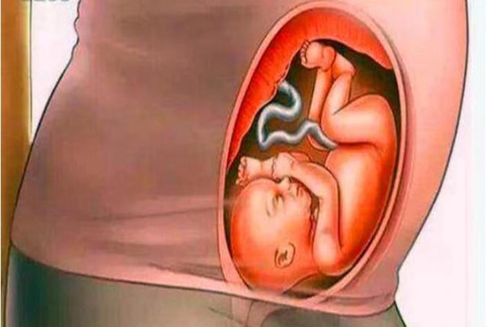 孕18周孕妇内脏器官图,孕妇怀孕之后内脏变化图