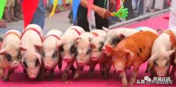 国内生猪品种大全,中国17个生猪品种