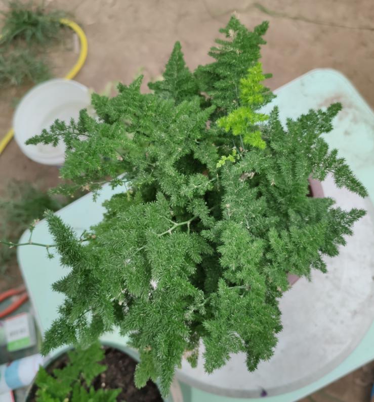 大盆云竹盆景怎么修剪好看,云竹的养殖知识大全图片