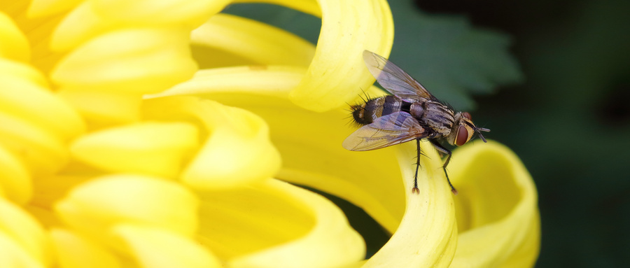 苍蝇落到食物上怎么解决,苍蝇落在食物上还能吃吗