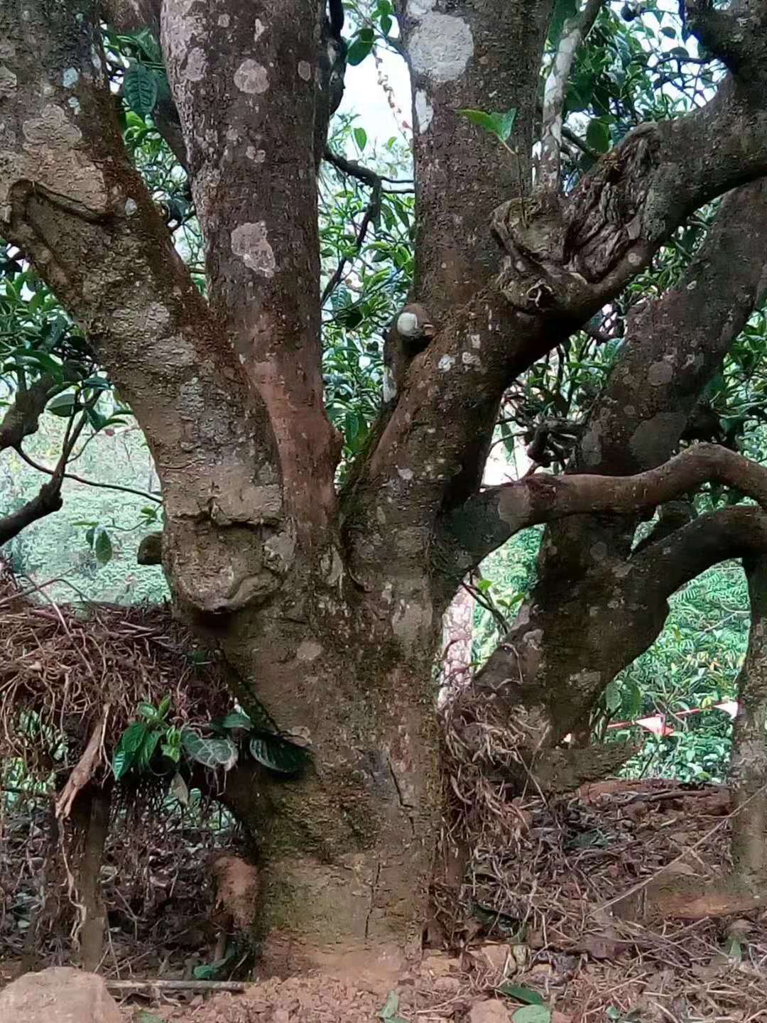 勐库古树茶勐库香韵,临沧勐库邦改茶