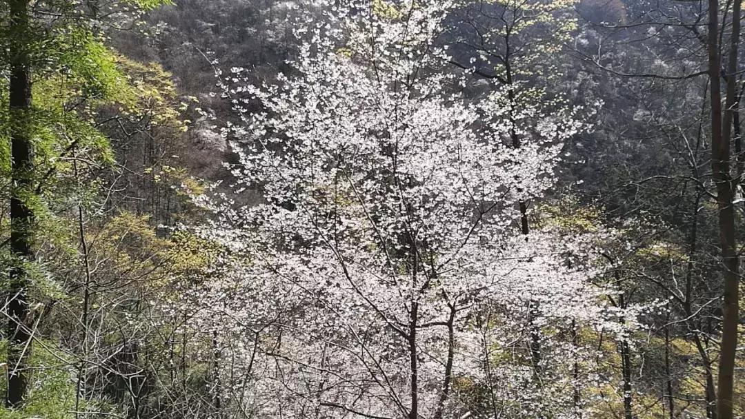 浙江11个地方樱花烂漫，千亩粉色天堂美到开挂，不输日本东京