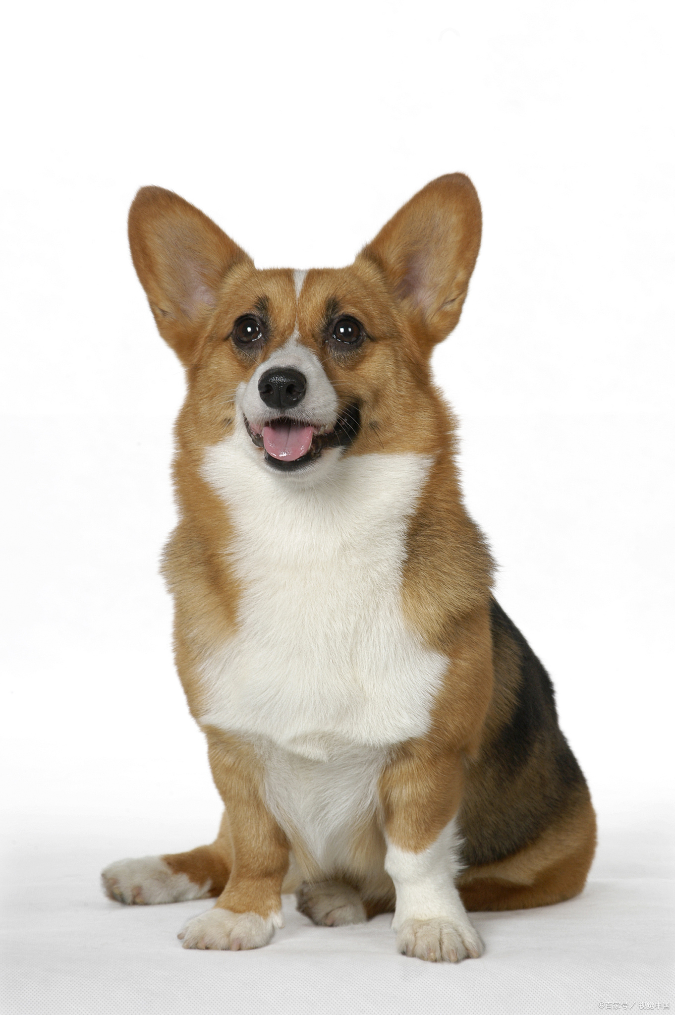 英语作文我的狗狗带翻译,我家的狗狗英语作文