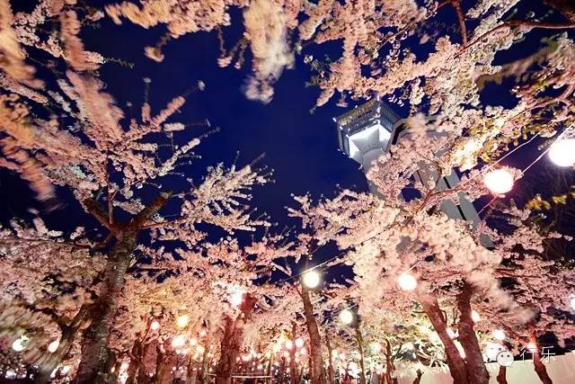 北海道赏樱住宿,北海道赏樱手册