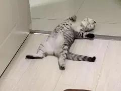 吸猫的技巧视频,吸猫的正确打开方式