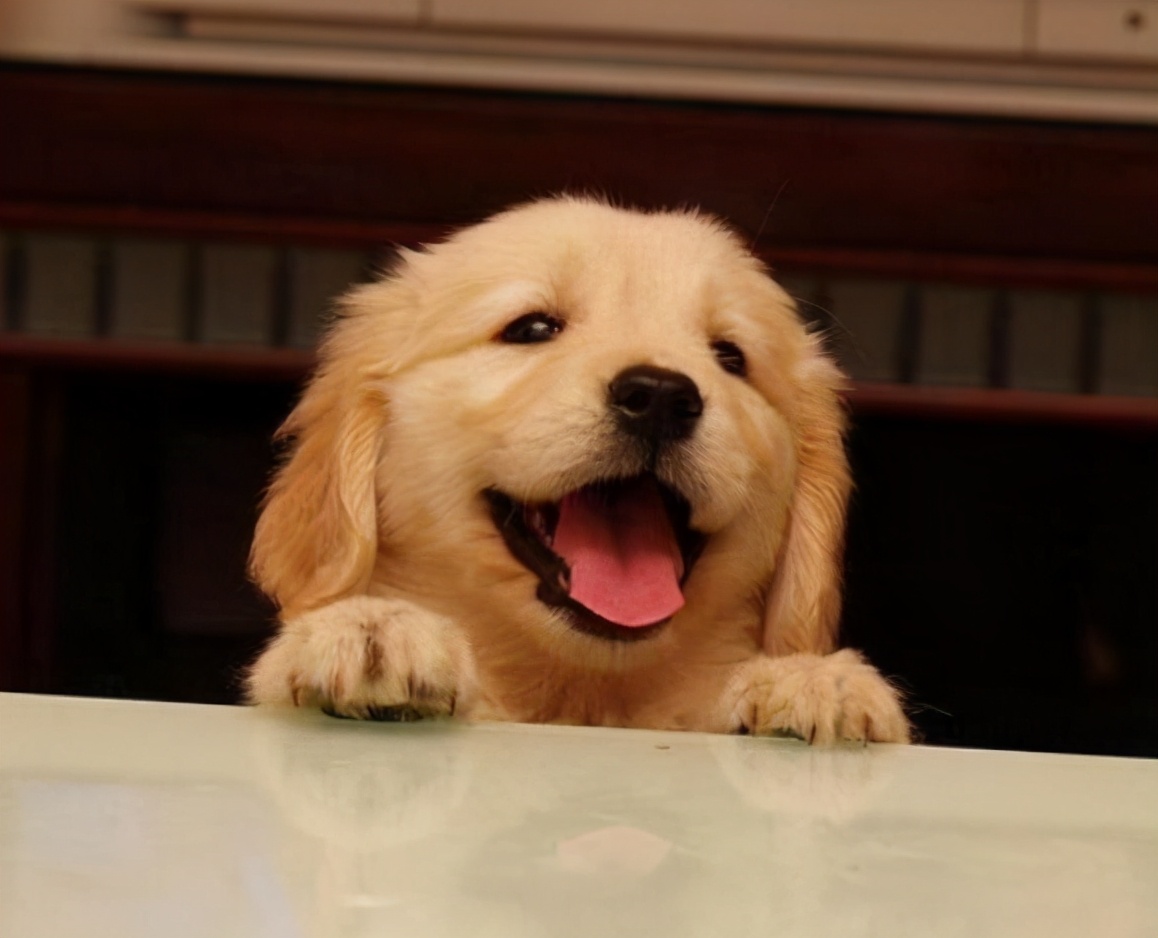 新手铲屎官如何挑选健康的猫咪,金毛新手铲屎官养狗需要准备什么