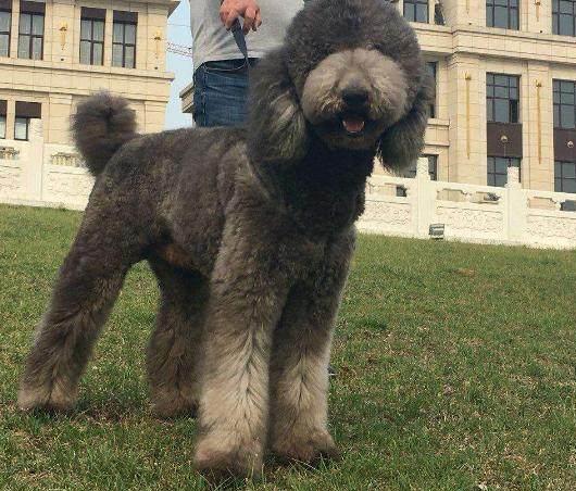 如何给贵宾犬梳理毛发,贵宾犬的毛发护理