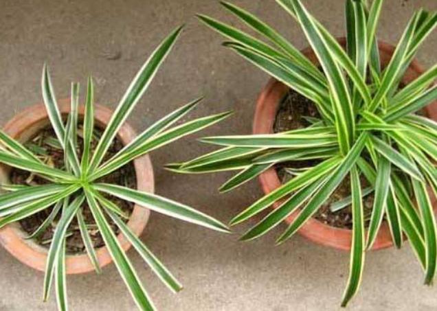 金边吊兰叶子稀,金边吊兰有股淡淡的清香味