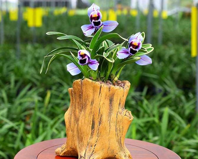 最好的兰花金边兰,名贵兰花品种图片金边兰