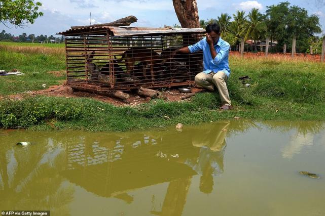 柬埔寨屠夫一天勒死并屠宰上千条狗，称自己比狗还痛苦