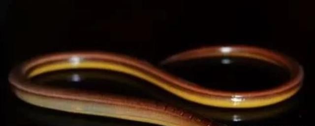 壁虎断尾是怎么重生的,壁虎断尾重生是什么特性