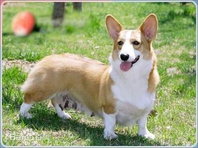 宠物狗小型犬品种排名大全及图片,性格温顺的小型犬有哪些