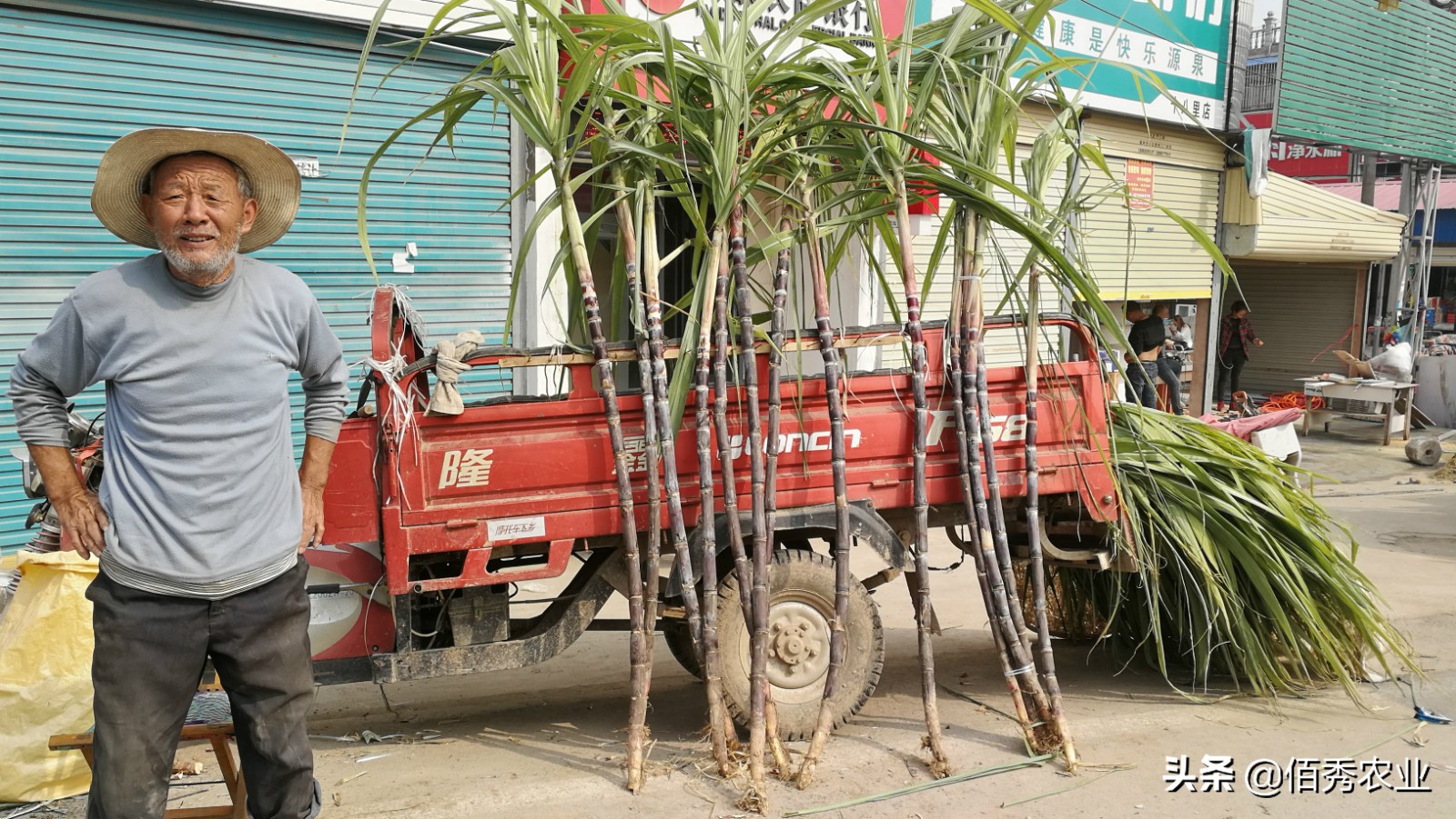 甘蔗增收好方案,甘蔗很甜种甘蔗很苦