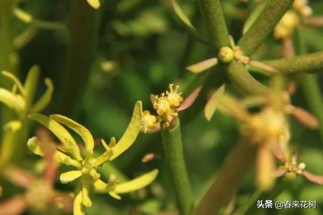 光棍树养殖方法,招财光棍树怎么样扦插