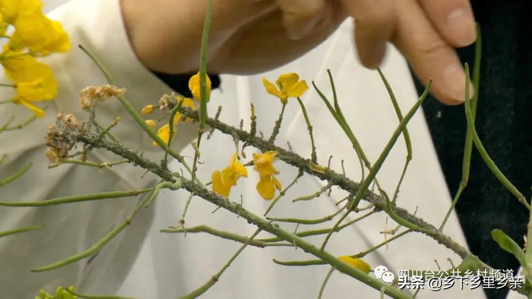 油菜得了病用什么药,油菜生病了怎么防治