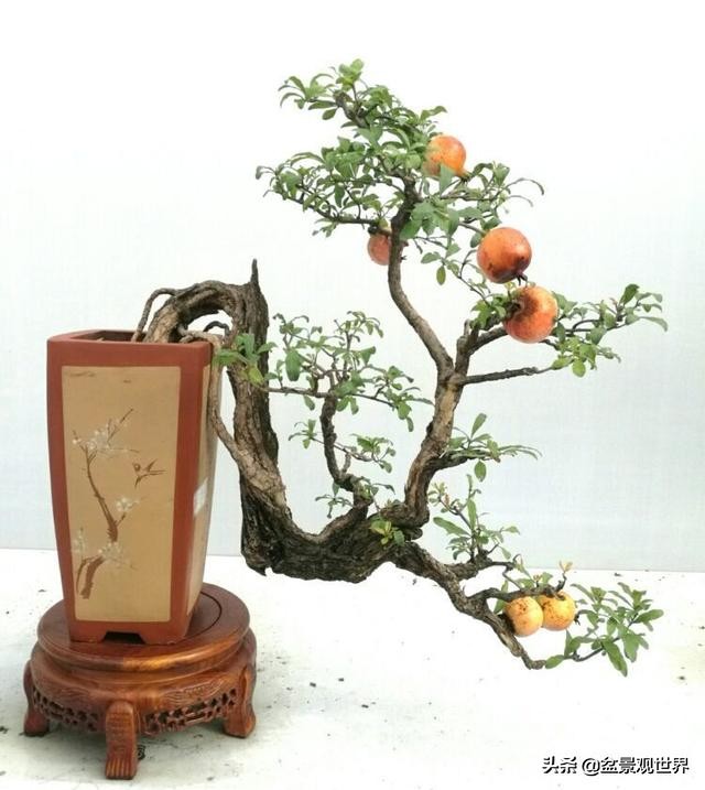 野生挂果金弹子是雌雄同株吗,金弹子雌雄同株公花比母花开得晚