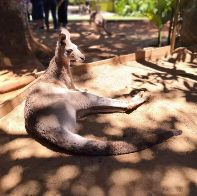 第一次出国去澳洲游学,去澳洲游学
