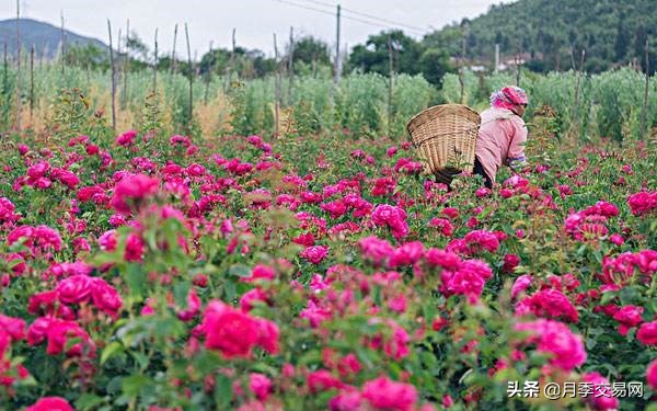 食用玫瑰是重瓣玫瑰吗,食用玫瑰花怎么辨别
