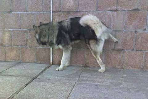 韩国队员脚踩熊猫杯,韩国媒体评论韩国球员脚踩熊猫杯