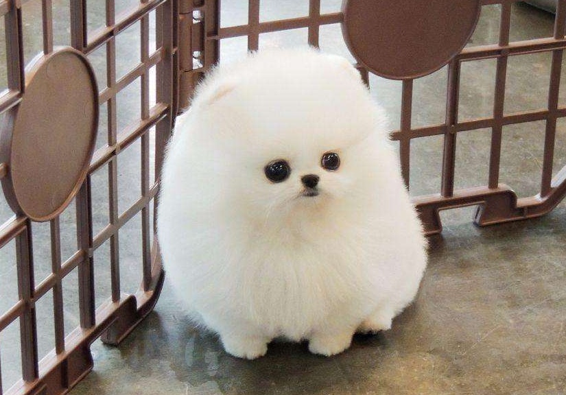 畸形的爱和畸形的恨,畸形的爱真的可怕吗