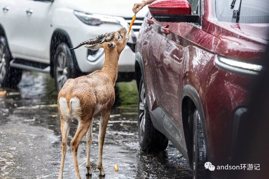印尼你好怎么发音,印尼歌曲你好傻