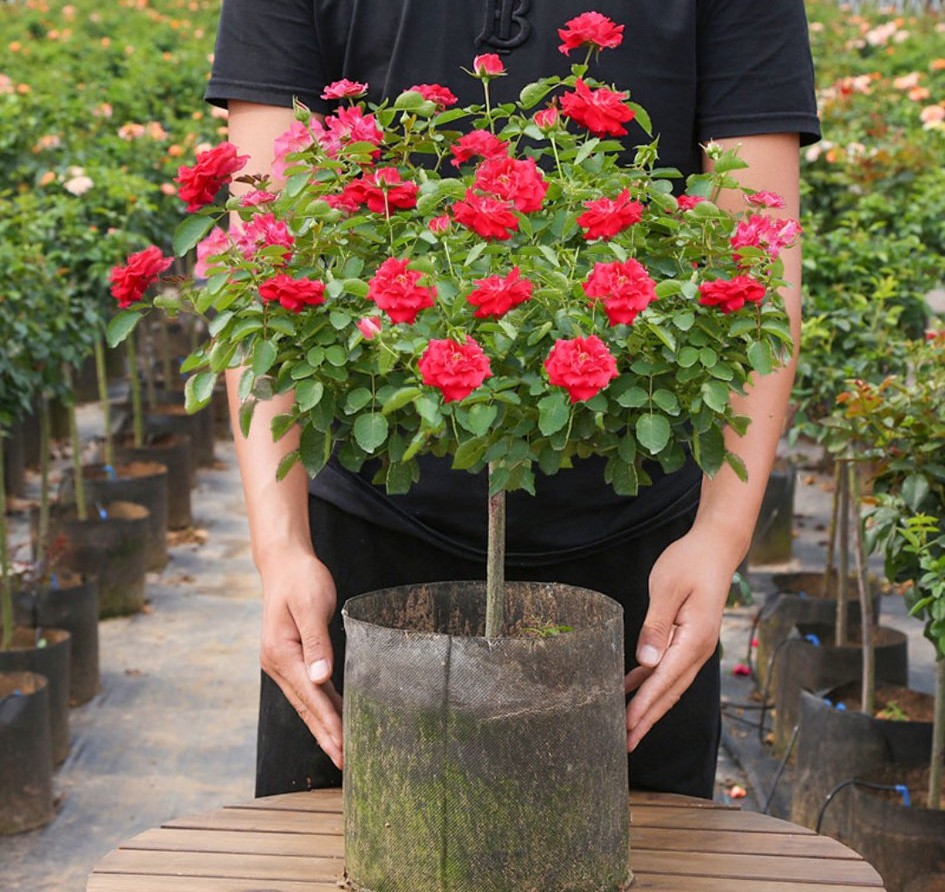 100种月季经典品种,100种经典月季品种