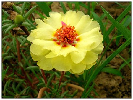 太阳花长白色虫子喷什么药,太阳花有小黑虫怎样防