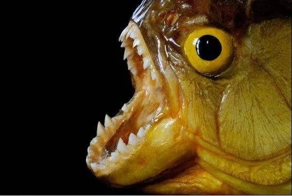 世界十大凶猛淡水鱼类,顶级淡水鱼类