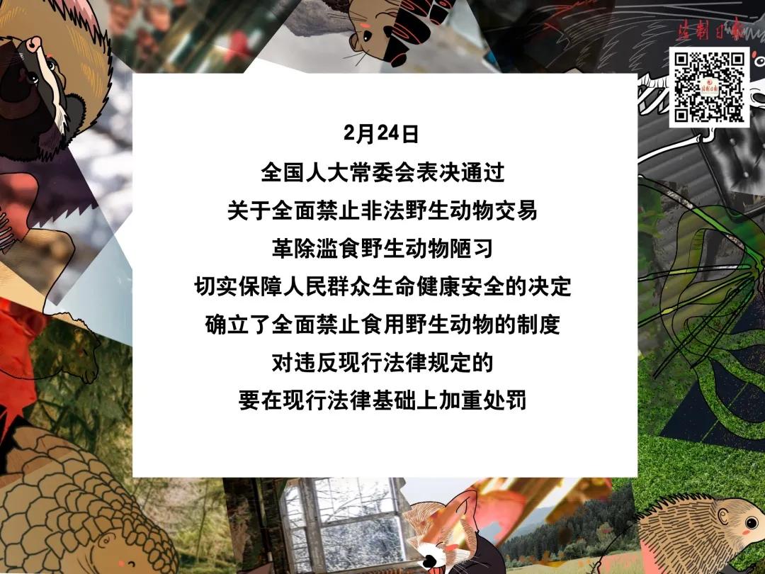 呼吁大家拒绝野味怎么说,拒绝野味该做到的事情