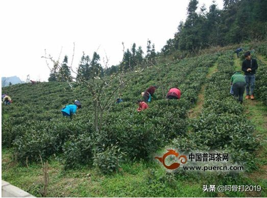 普定朵贝贡茶在哪个镇,普定朵贝贡茶专营店