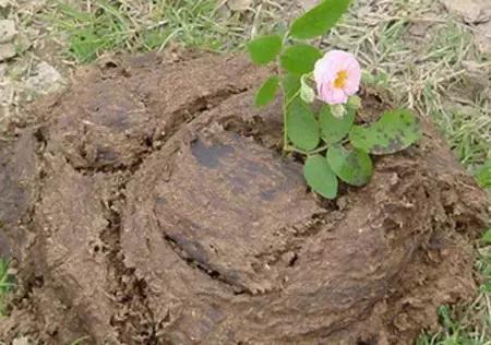 猪粪牛粪羊粪鸡粪哪种粪最好,鸡粪羊粪的养分含量