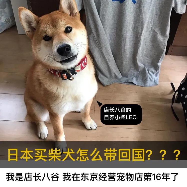 日本买了车怎么运回中国,日本柴犬带回中国