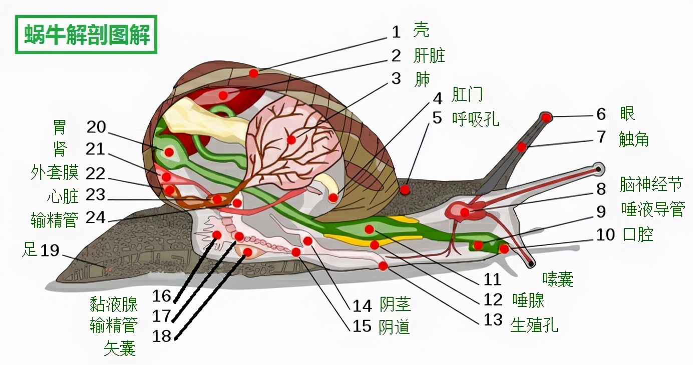 既是雌性又是雄性,雌雄一体的动物怎么产下一代